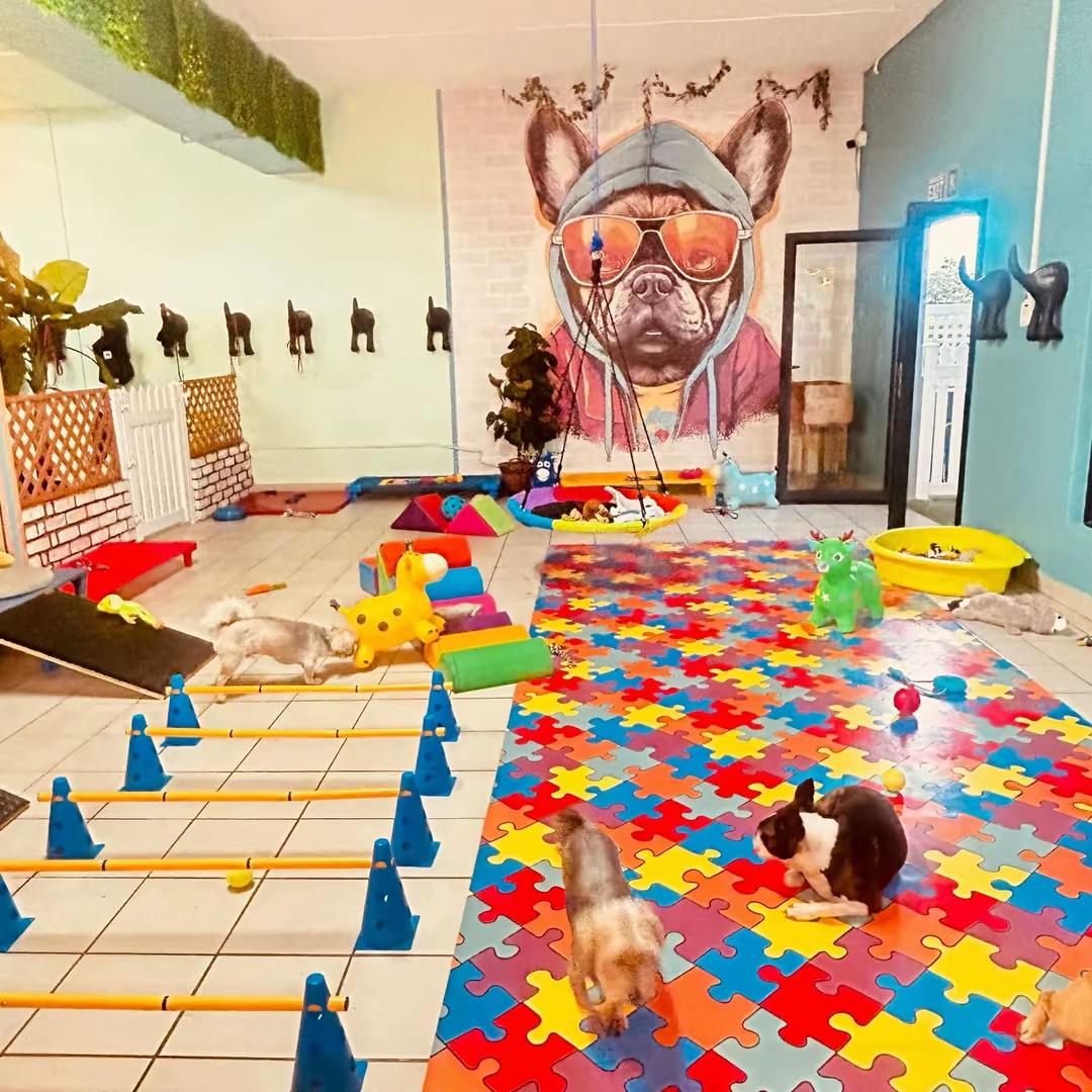 Small dogs playing in Dogtopia Ballito's indoor agility and play room