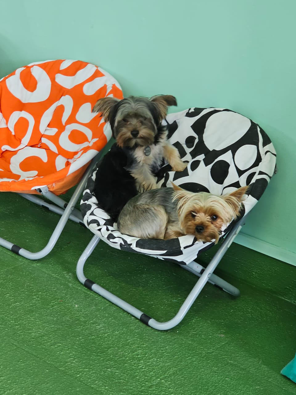 Green leash wall with dog-shaped hooks holding leashes