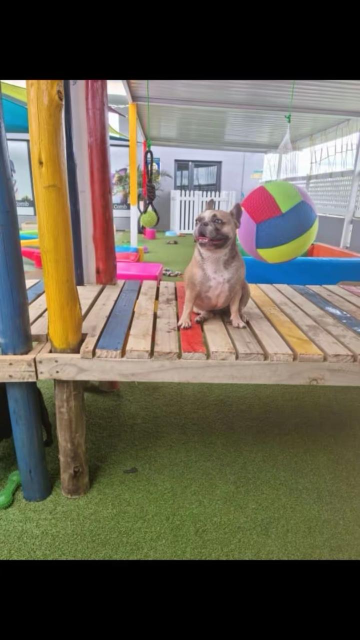 Small dog sitting on a rainbow-striped play platform outdoors