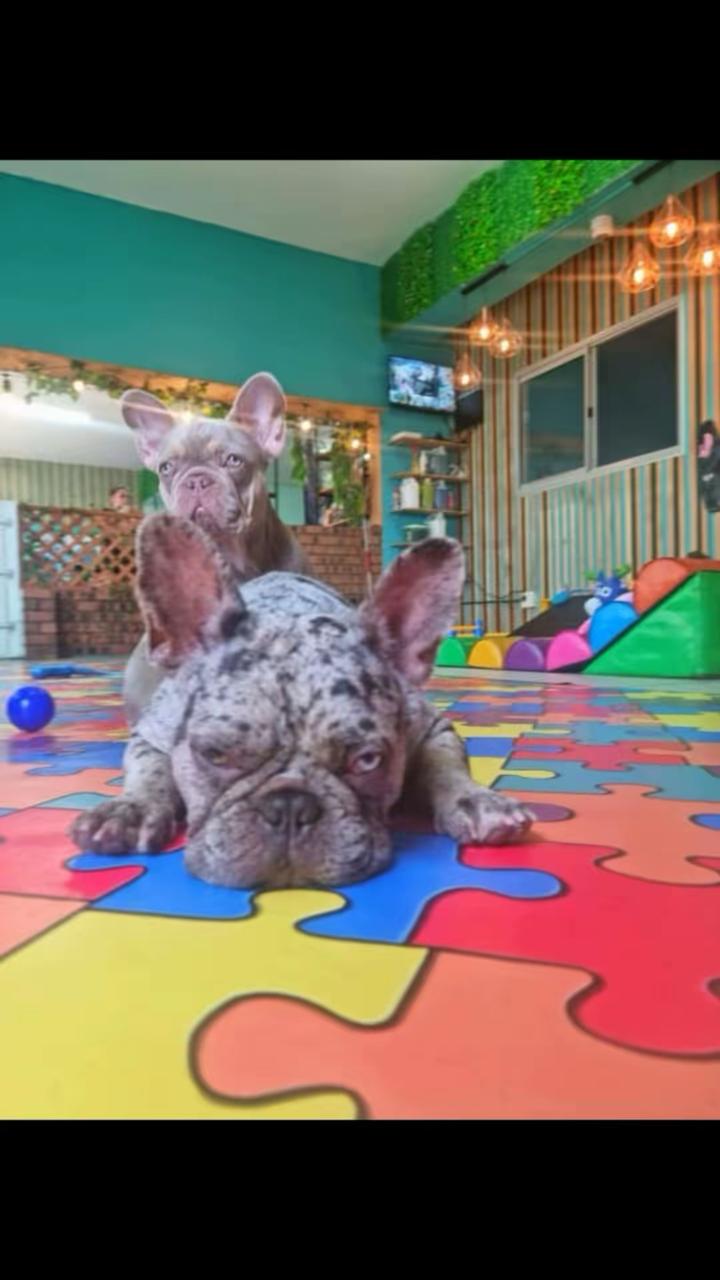 Two French bulldogs playing together on the puzzle-mat floor at Dogtopia
