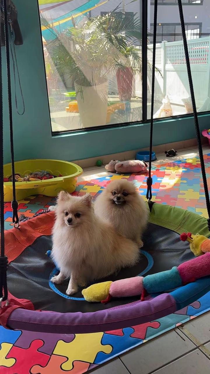 Two fluffy Pomeranians sitting together in a hanging swing bed at Dogtopia