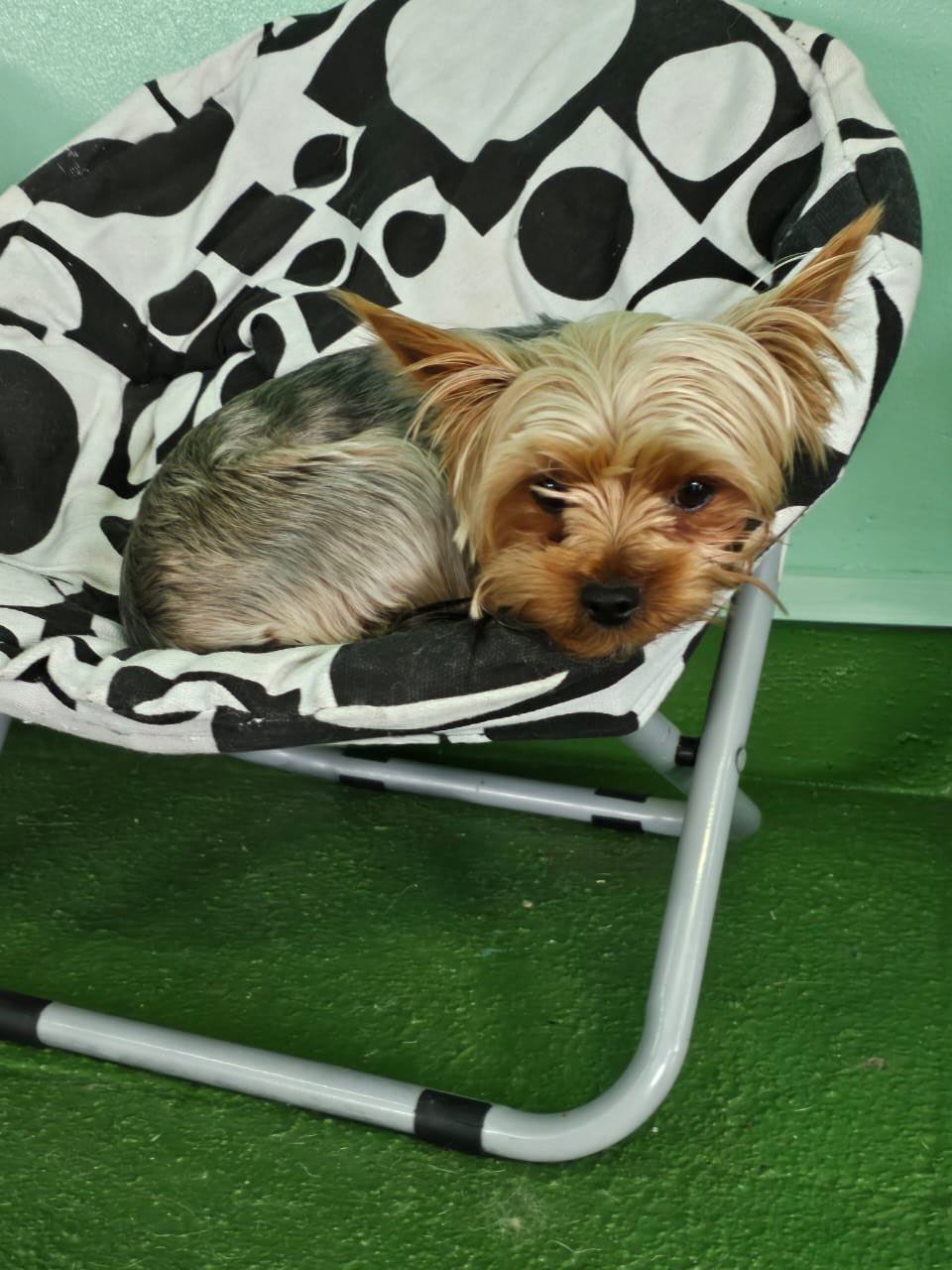 Two Yorkshire Terriers curled up together in a saucer chair
